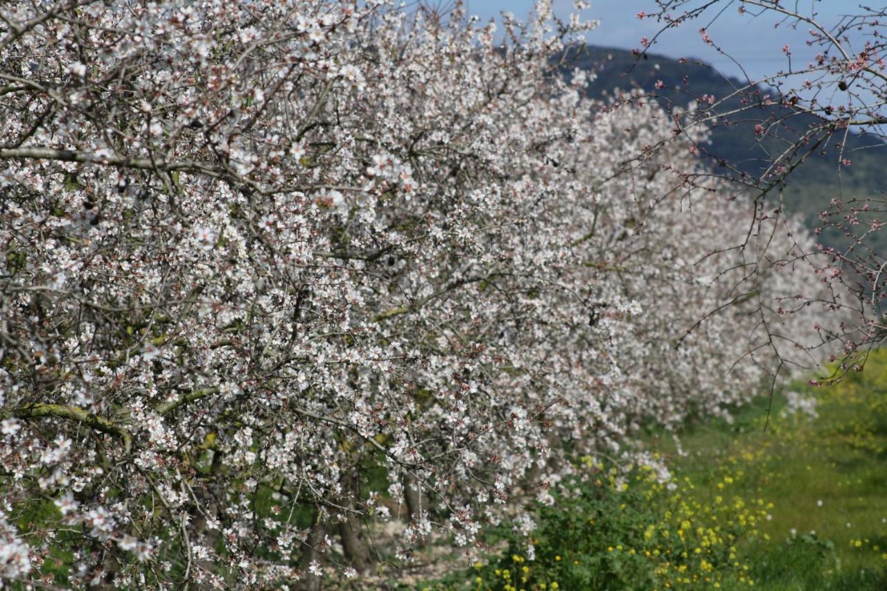 184 Finca Estret Etv3644 By Mallorca Charme Santa Margalida Zewnętrze zdjęcie